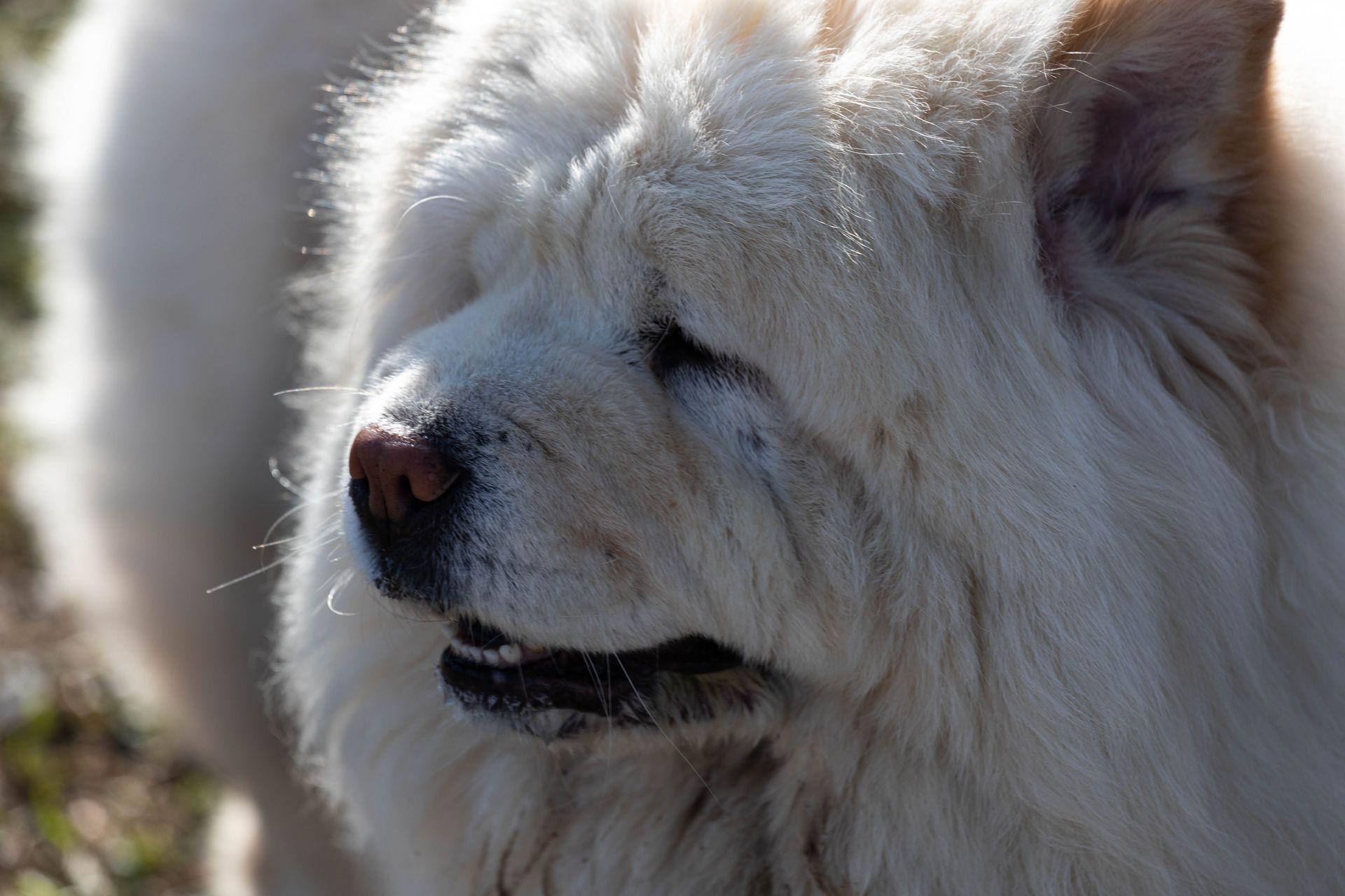 Animaux de compagnie - Esther Raguenet Photographie