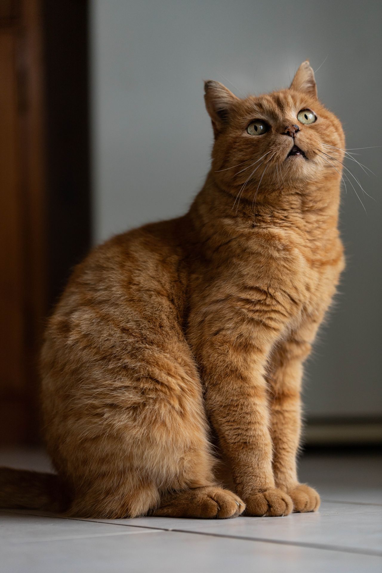 Animaux de compagnie - Esther Raguenet Photographie