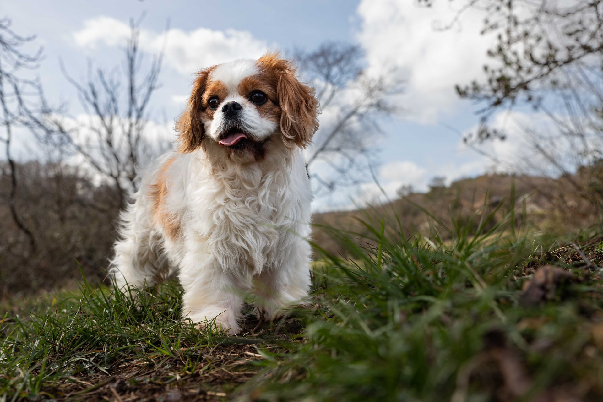 Animaux de compagnie - Esther Raguenet Photographie