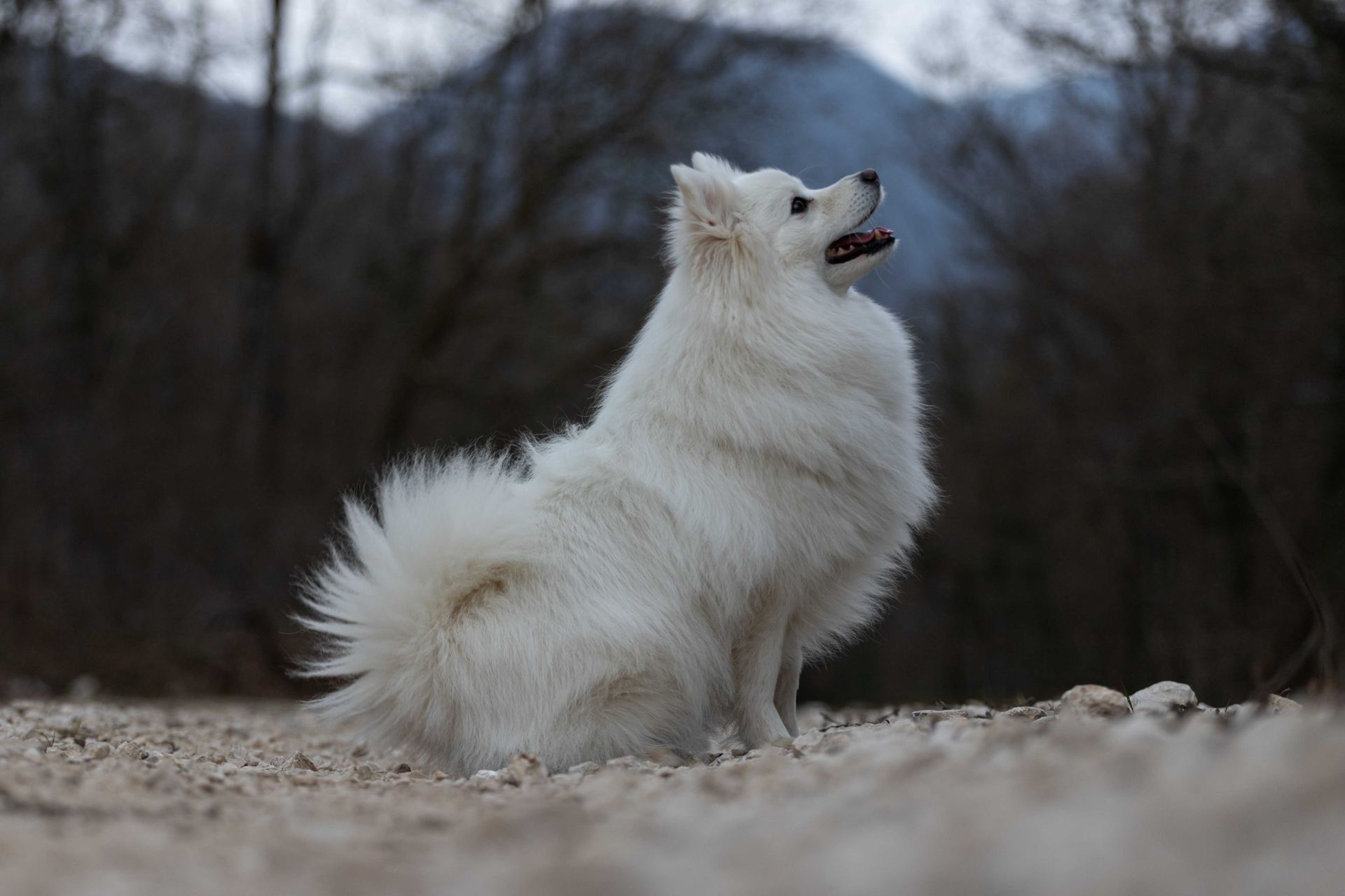 Animaux de compagnie - Esther Raguenet Photographie